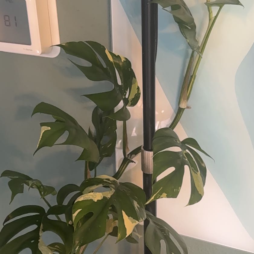 Photo of the plant species Variegated Mini Monstera by @M75pacheco named Beckham on Greg, the plant care app