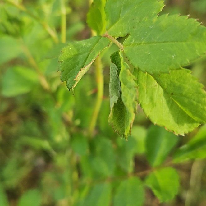 Photo of the plant species California Wildrose by @SugarLagunaria named Gregarious on Greg, the plant care app