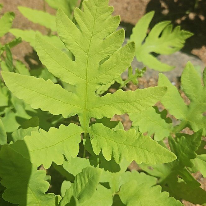 Photo of the plant species Sensitive Fern by @SugarLagunaria named Walt on Greg, the plant care app