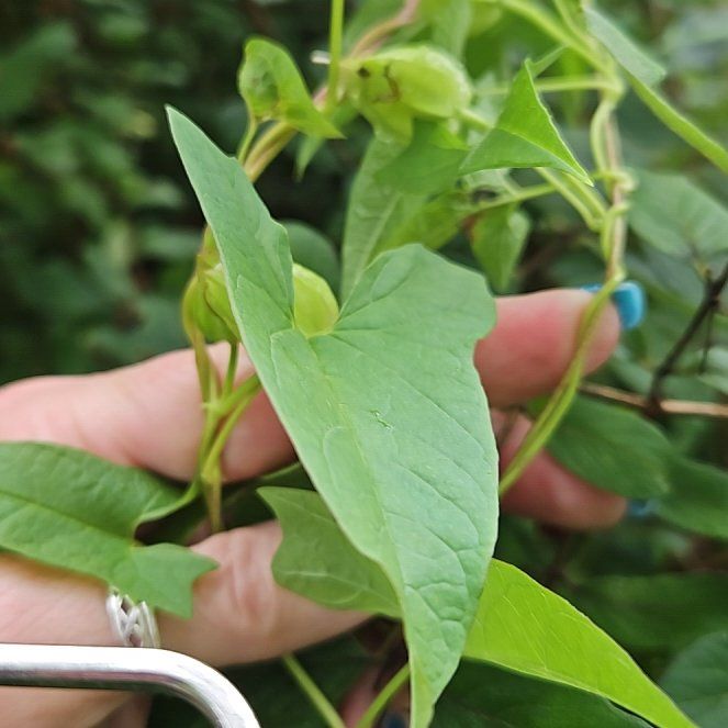 Photo of the plant species Appalachia False Bindweed by @SugarLagunaria named Apollo on Greg, the plant care app