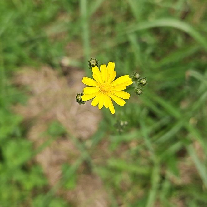 Photo of the plant species Common Nipplewort by @SugarLagunaria named Muhammad Ali on Greg, the plant care app