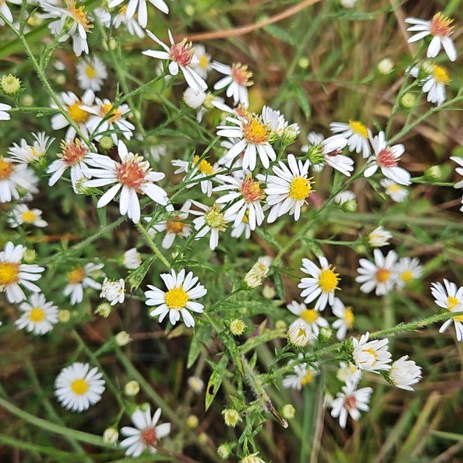 Photo of the plant species Heath Aster by @SugarLagunaria named Kylie on Greg, the plant care app