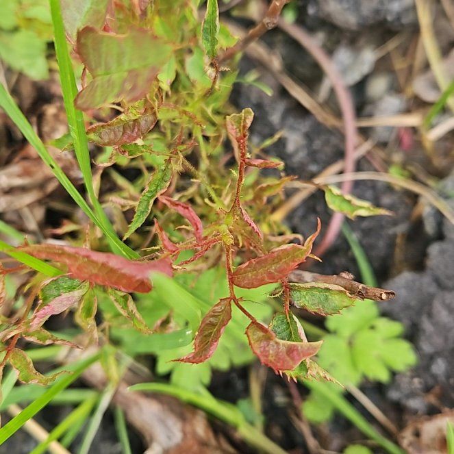 Photo of the plant species Western Poison-Oak by @SugarLagunaria named Lavender on Greg, the plant care app