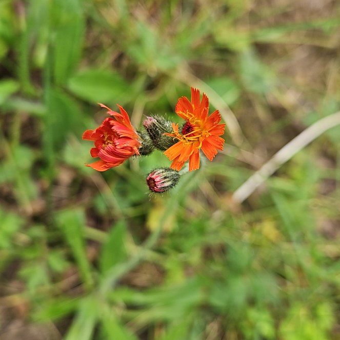 Photo of the plant species Orange Hawkweed by @SugarLagunaria named Prince on Greg, the plant care app