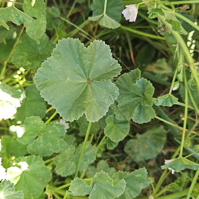 Photo of the plant species Common Mallow by @SugarLagunaria named Bigleef Smalls on Greg, the plant care app