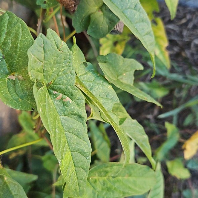 Photo of the plant species Appalachia False Bindweed by @SugarLagunaria named Hemingway on Greg, the plant care app