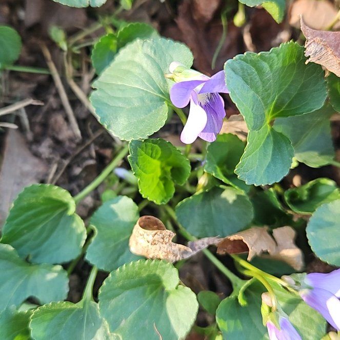 Photo of the plant species Common Dog Violet by @SugarLagunaria named Bodhi on Greg, the plant care app