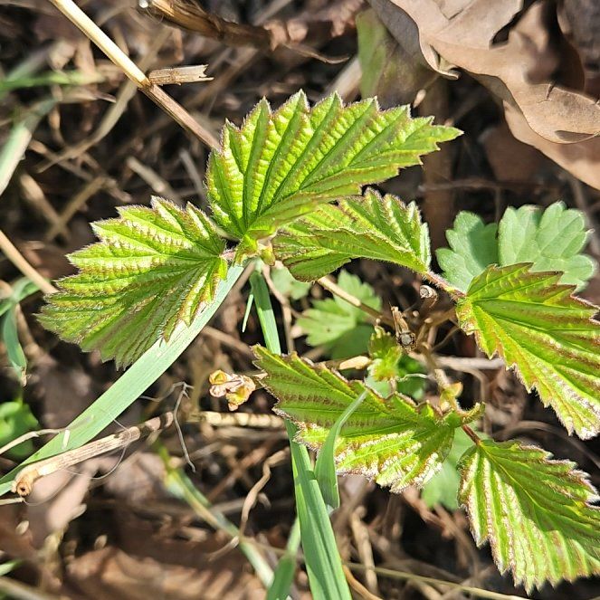 Photo of the plant species Arrowwood Viburnum by @SugarLagunaria named ChloroPhil on Greg, the plant care app