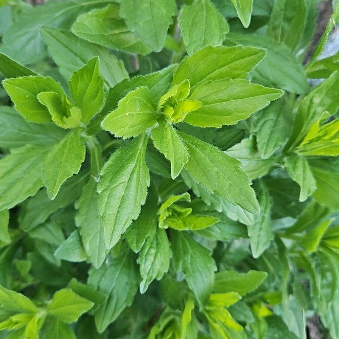 Photo of the plant species Indian Daisy by @SugarLagunaria named Leaf Erickson on Greg, the plant care app