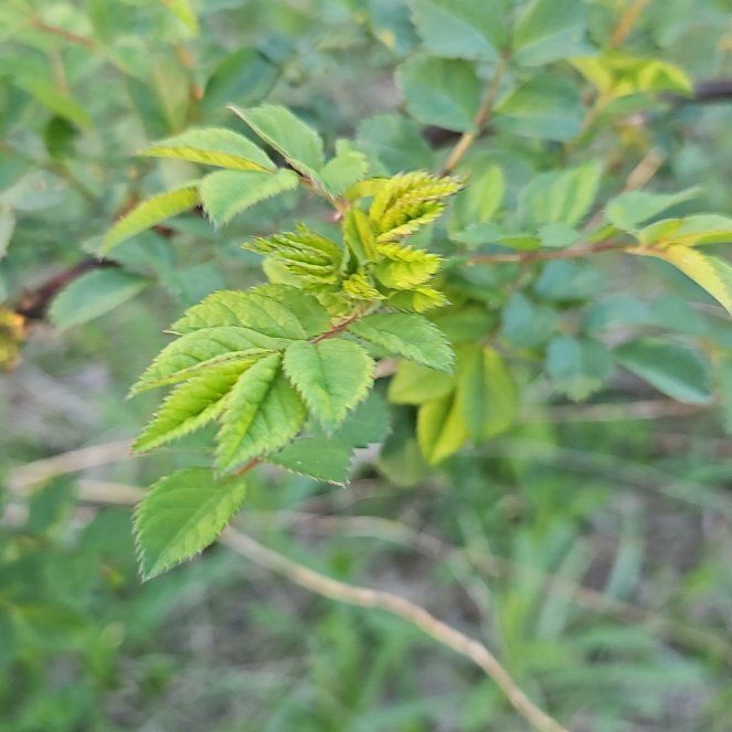 Photo of the plant species Nootka Rose by @SugarLagunaria named Robert Plant on Greg, the plant care app
