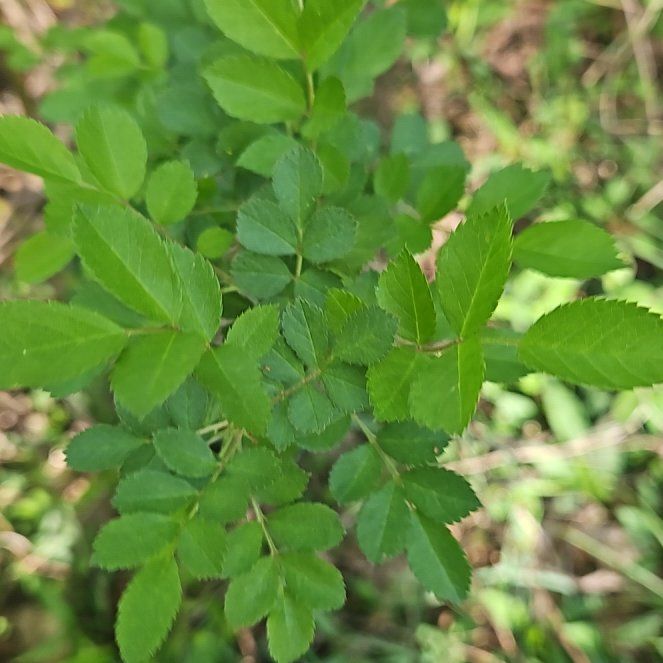 Photo of the plant species Multiflora Rose by @SugarLagunaria named Beckham on Greg, the plant care app