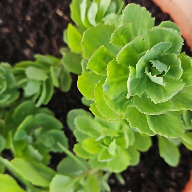 Photo of the plant species Witch's Moneybags by @SugarLagunaria named Zion on Greg, the plant care app