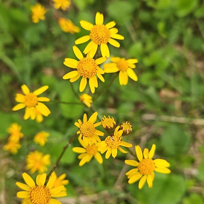 Photo of the plant species Butterweed by @SugarLagunaria named Plato on Greg, the plant care app