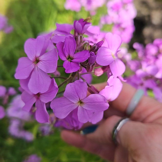 Photo of the plant species Dame's Rocket by @SugarLagunaria named Dax on Greg, the plant care app