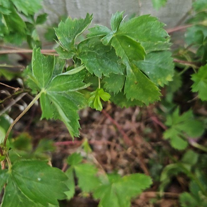 Photo of the plant species Leaf Celery by @SugarLagunaria named Marilyn on Greg, the plant care app