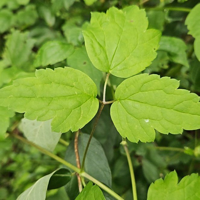 Photo of the plant species Virgin's Bower by @SugarLagunaria named Baesil on Greg, the plant care app