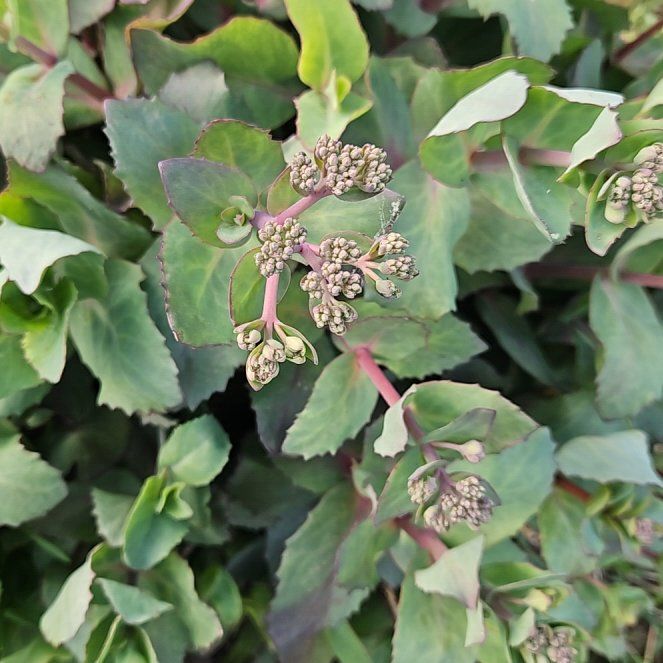 Photo of the plant species Witch's Moneybags by @SugarLagunaria named McKinley on Greg, the plant care app