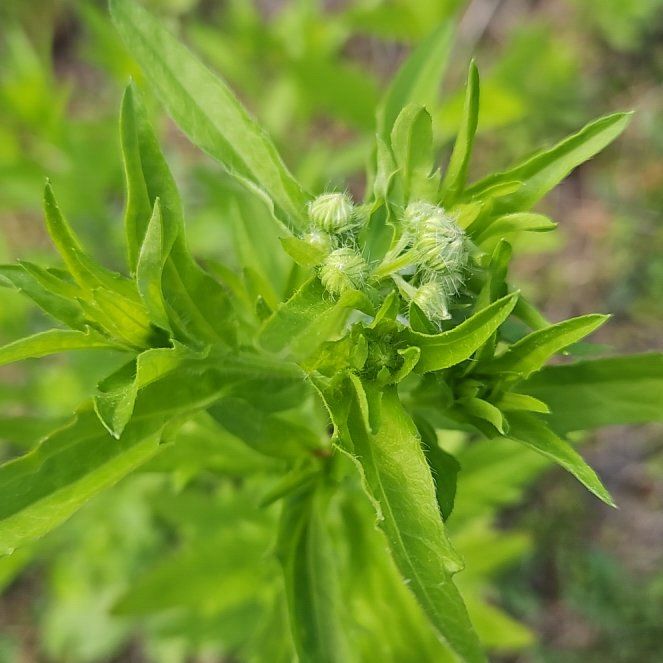 Photo of the plant species False Daisy by @SugarLagunaria named Foxxy on Greg, the plant care app