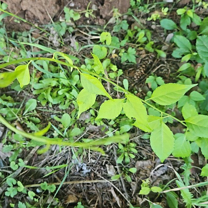 Photo of the plant species Asian Bittersweet by @SugarLagunaria named Doja Cat on Greg, the plant care app