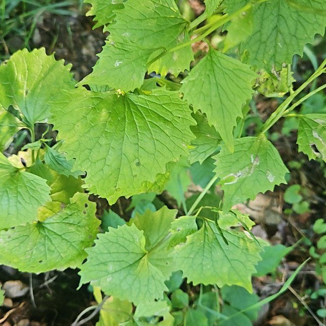 Photo of the plant species Garlic Mustard by @SugarLagunaria named Queen on Greg, the plant care app