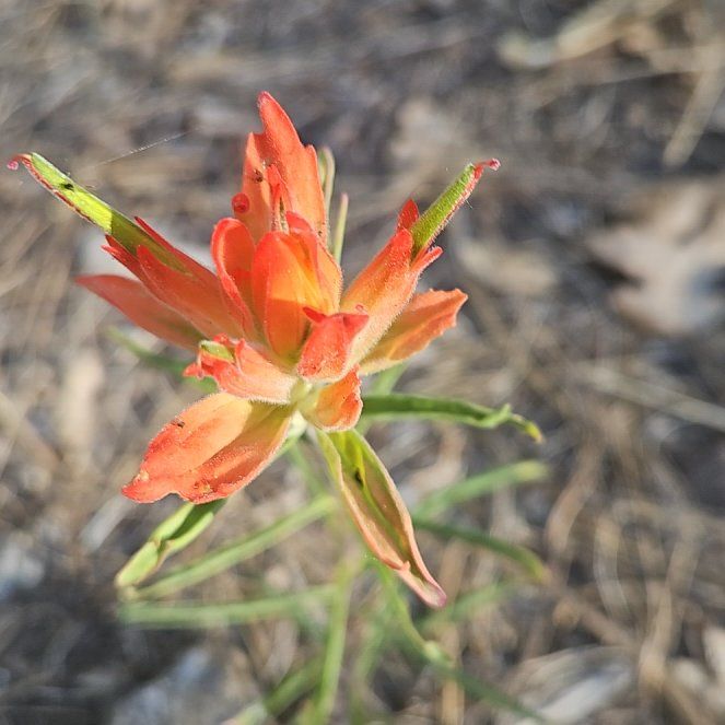 Photo of the plant species Texas Paintbrush by @ExpertUrnplant named Darwin on Greg, the plant care app