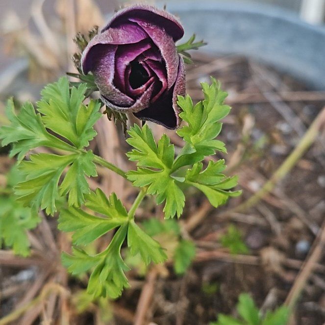Photo of the plant species Poppy Anemone by @ExpertUrnplant named Queen on Greg, the plant care app