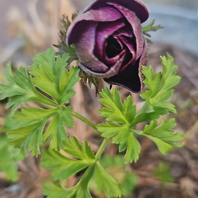 Photo of the plant species Poppy Anemone by @ExpertUrnplant named Leonardo on Greg, the plant care app