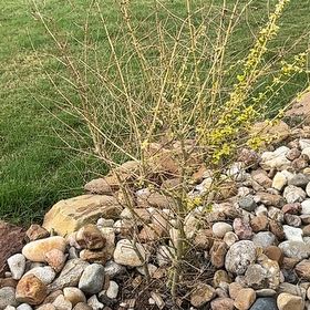 Photo of the plant species Sweetclover by @RelevantMangeao named Messi on Greg, the plant care app