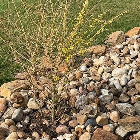 Photo of the plant species Sweetclover by @RelevantMangeao named Baesil on Greg, the plant care app