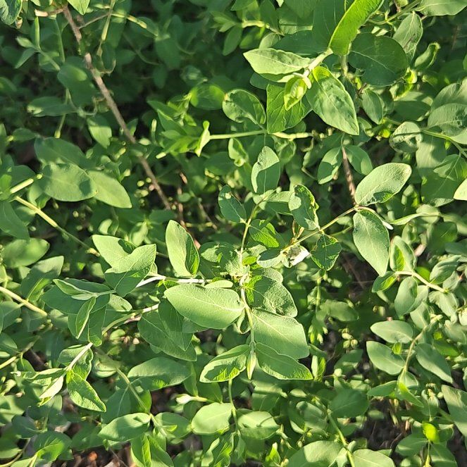 Photo of the plant species Tatarian Honeysuckle by @CulturedSaguaro named Remington on Greg, the plant care app