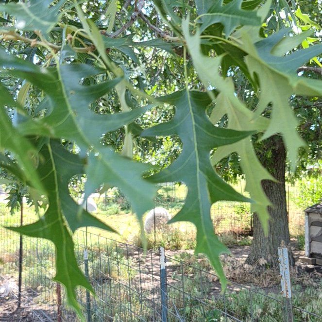 Photo of the plant species Pin Oak by @CulturedSaguaro named Doja Cat on Greg, the plant care app