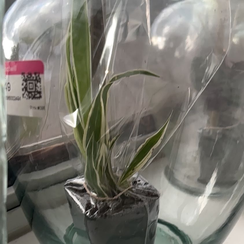 Photo of the plant species Spider Plant 'Reverse' by Payton  named Figyonce on Greg, the plant care app