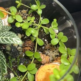 Photo of the plant species Acorn Peperomia by @BlackThumbBoy named Moose on Greg, the plant care app