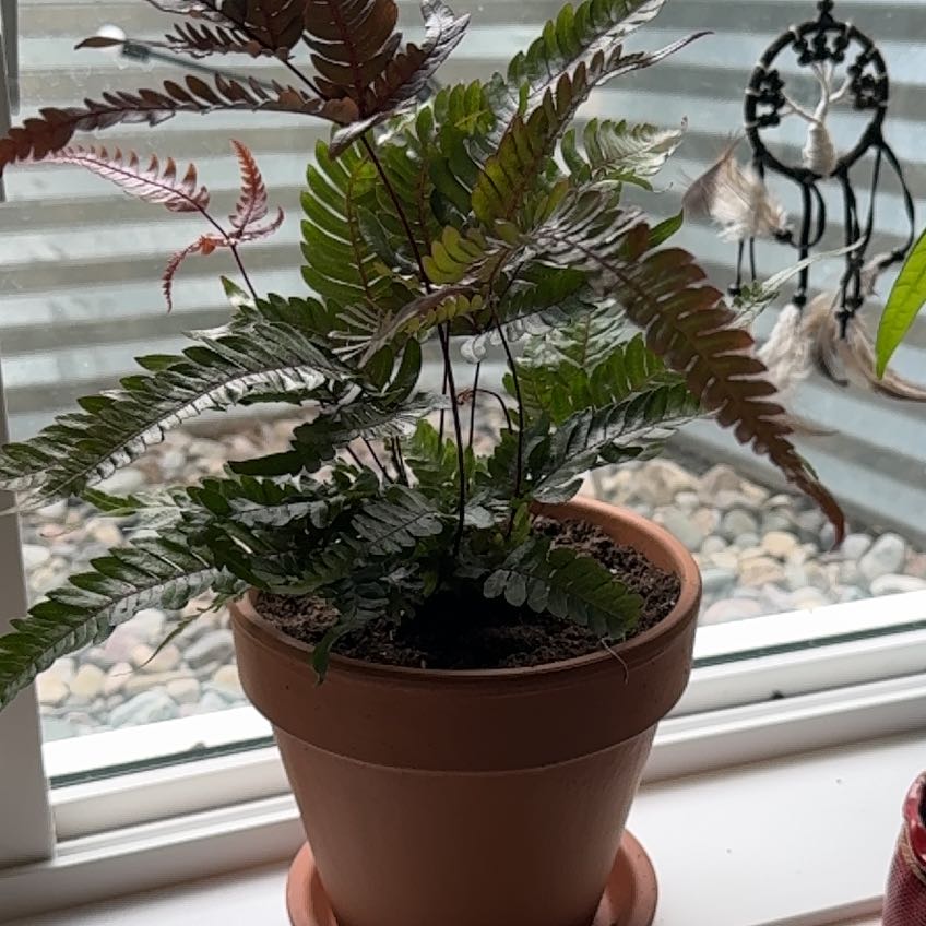 Photo of the plant species Autumn Fern by @BlackThumbBoy named Huckleberry on Greg, the plant care app