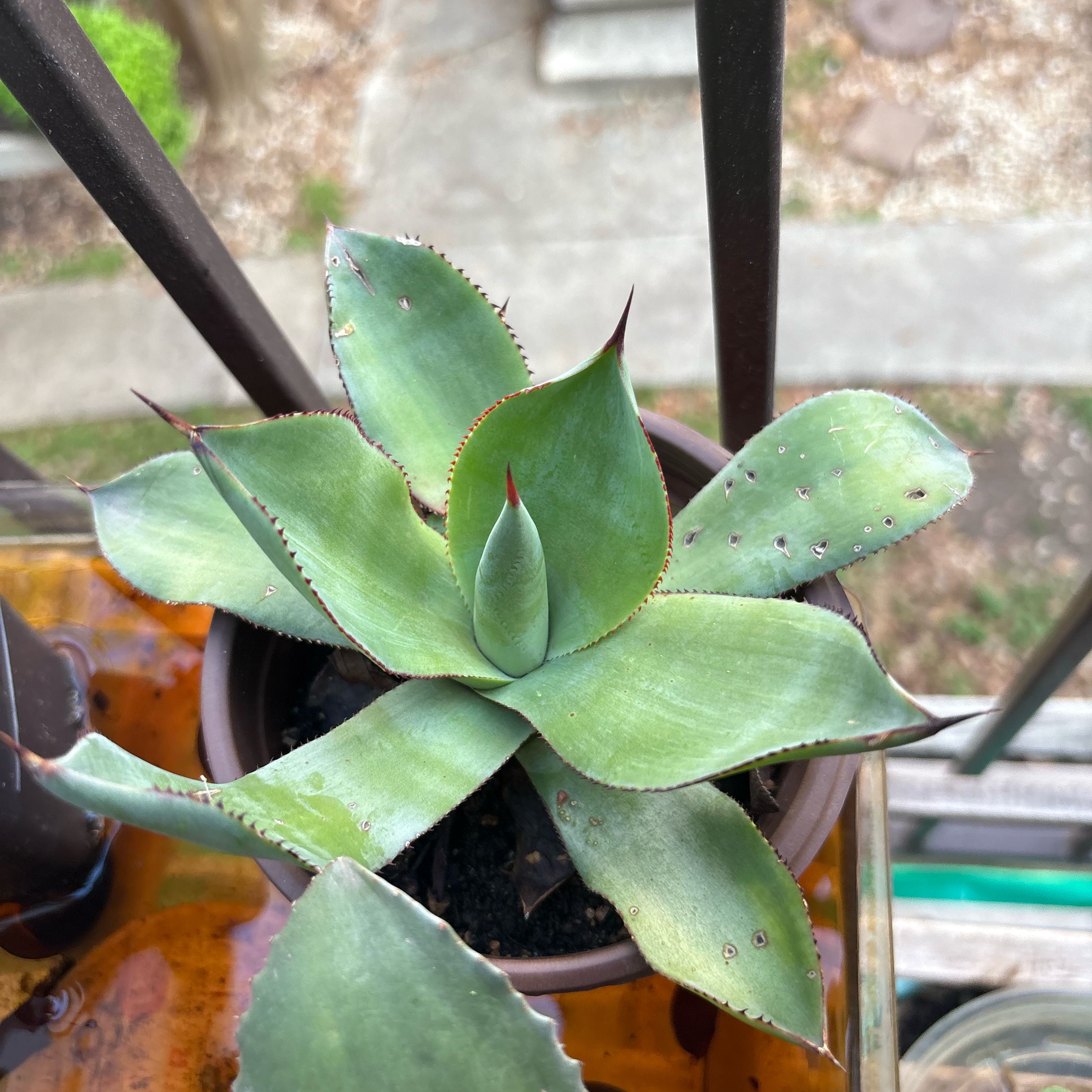 Photo of the plant species Whale Tongue Agava by @ChampAloeyucca named Morgan Treeman on Greg, the plant care app