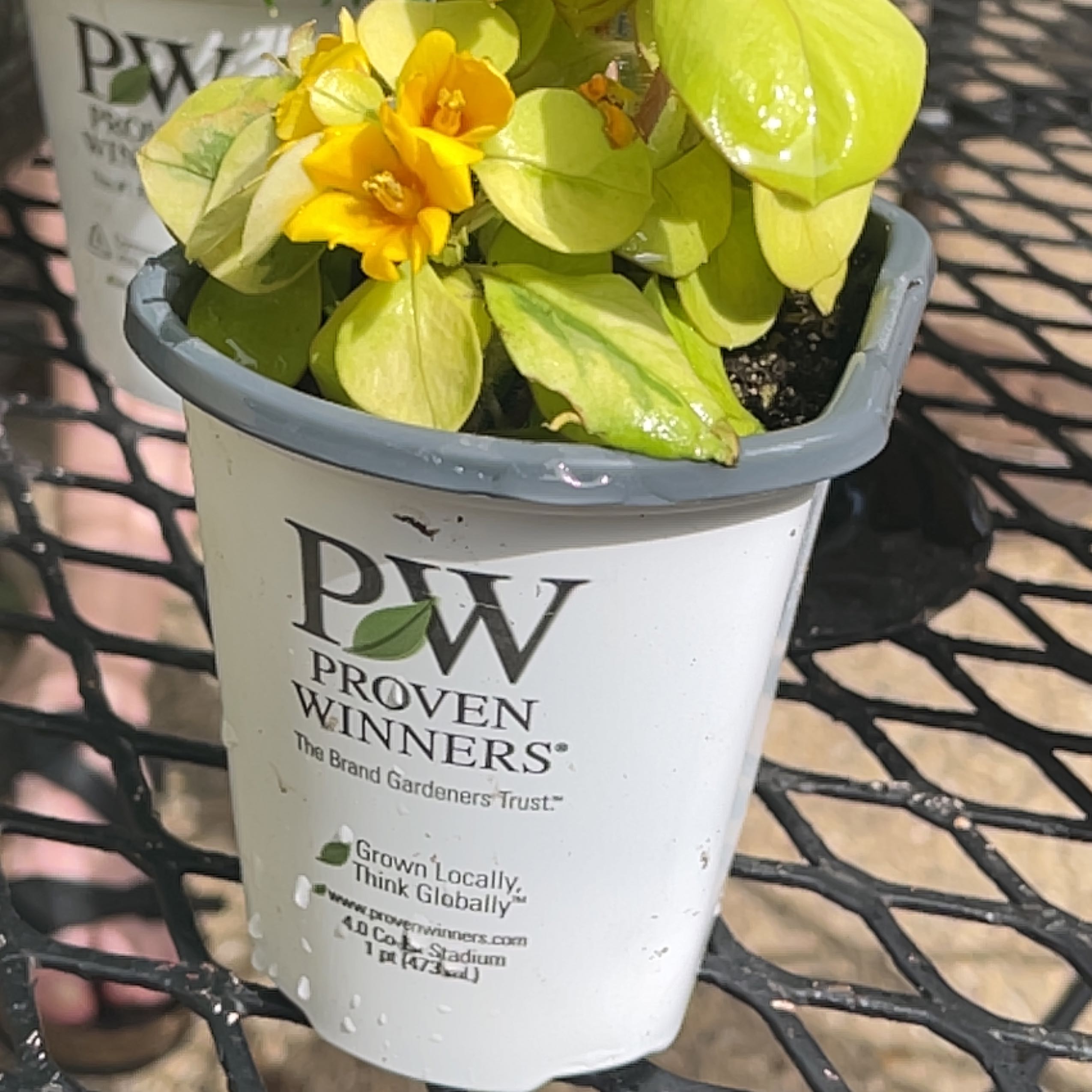 Photo of the plant species Creeping Jenny Midnight Sun by @ChampAmurcherry named Dolores on Greg, the plant care app