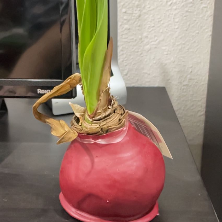Photo of the plant species Dragon Amaryllis by @KindWelshpoppy named Anne on Greg, the plant care app