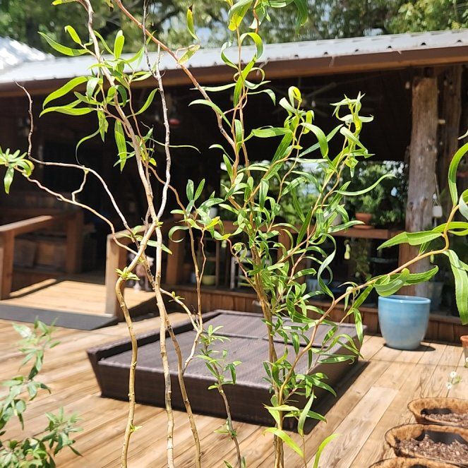 Photo of the plant species Corkscrew Willow by @QuietSeraphina named Queen on Greg, the plant care app