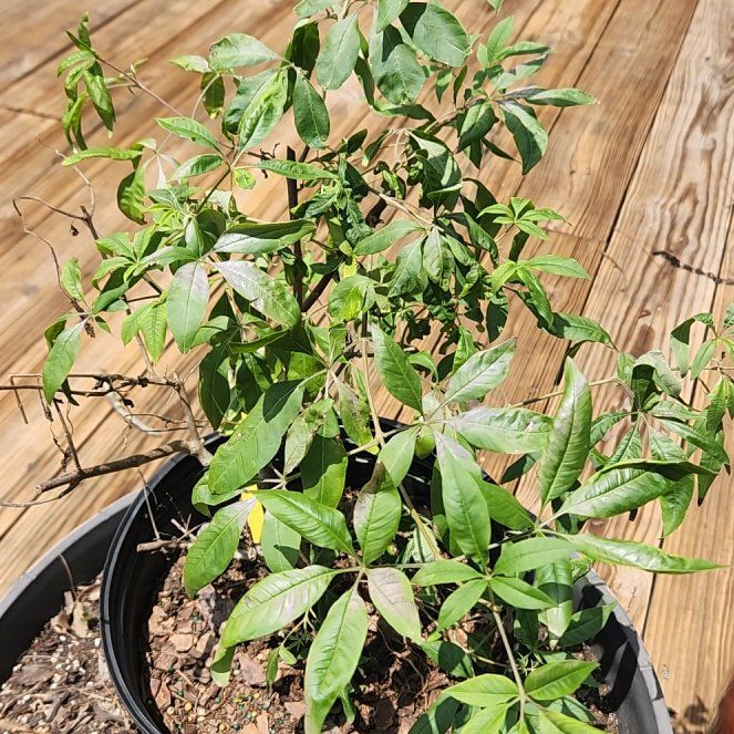 Photo of the plant species Chaste Tree by @QuietSeraphina named Sir Plancelot on Greg, the plant care app