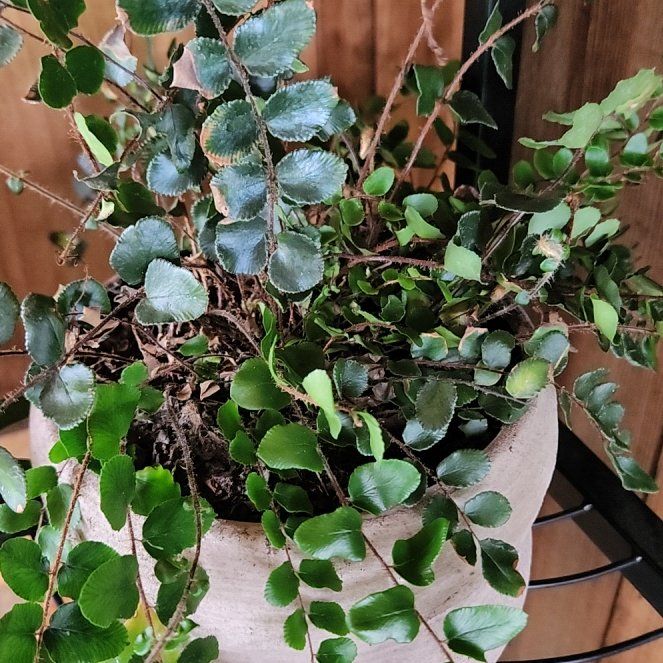Photo of the plant species California Maidenhair Fern by @QuietSeraphina named Bruce Lee on Greg, the plant care app