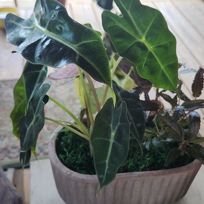 Photo of the plant species Arum Italicum by @QuietSeraphina named Spike Leaves on Greg, the plant care app