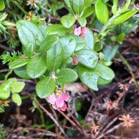 Photo of the plant species Northern Mountain Cranberry by @SportyBloodleaf named Kesha on Greg, the plant care app