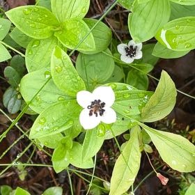 Photo of the plant species Bunchberry by @SportyBloodleaf named Sol on Greg, the plant care app