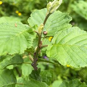 Photo of the plant species Green Alder by @SportyBloodleaf named Osmo on Greg, the plant care app
