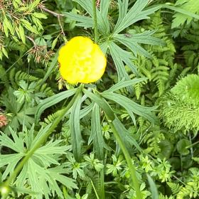 Photo of the plant species Globeflower by @SportyBloodleaf named Lavender on Greg, the plant care app