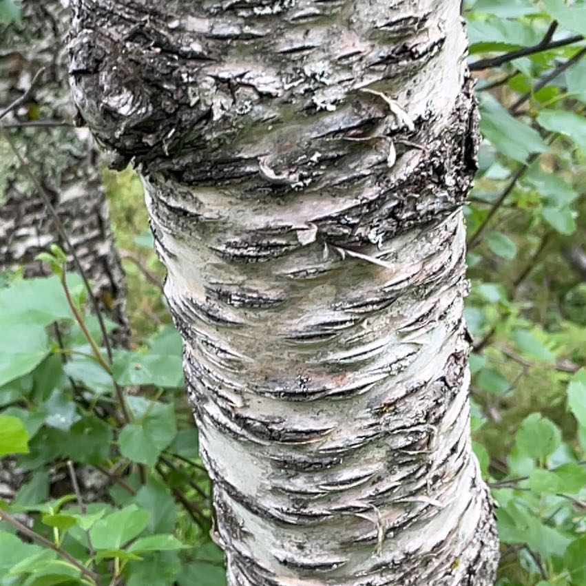 Photo of the plant species Mountain Paper Birch by @SportyBloodleaf named Demi on Greg, the plant care app