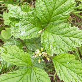 Photo of the plant species Salmonberry by @SportyBloodleaf named Forrest on Greg, the plant care app