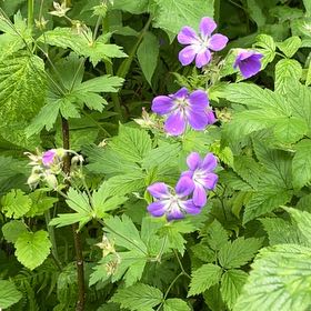 Photo of the plant species Wood Crane's-Bill by @SportyBloodleaf named Aristotle on Greg, the plant care app