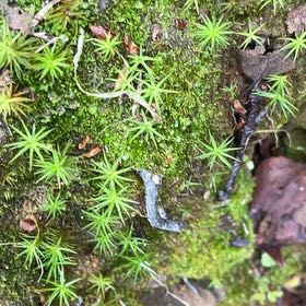 Photo of the plant species Polytrichum formosum by @SportyBloodleaf named Plato on Greg, the plant care app