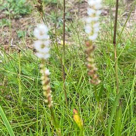 Photo of the plant species Alpine Bistort by @SportyBloodleaf named Hamilton on Greg, the plant care app